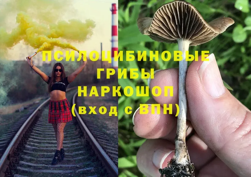 закладки  Гусь-Хрустальный  Псилоцибиновые грибы GOLDEN TEACHER 